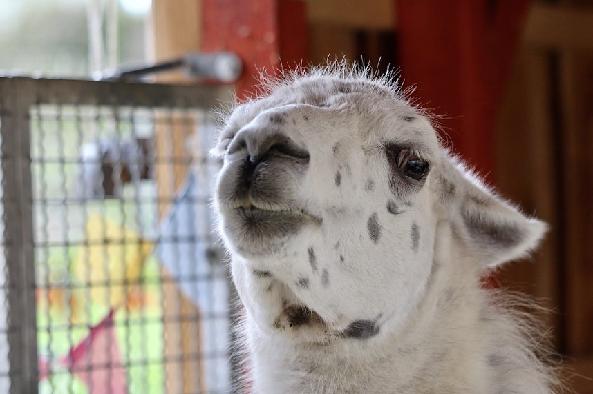 Unstrut-Lamas in Herbsleben