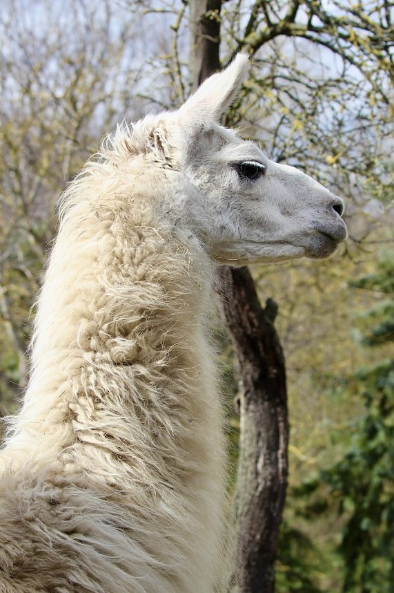 Unstrut-Lamas in Herbsleben