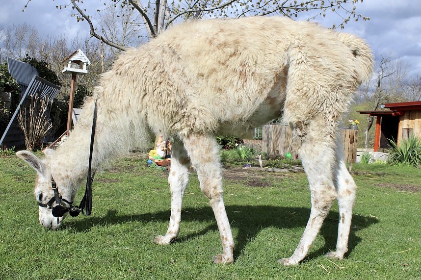 Unstrut-Lamas in Herbsleben