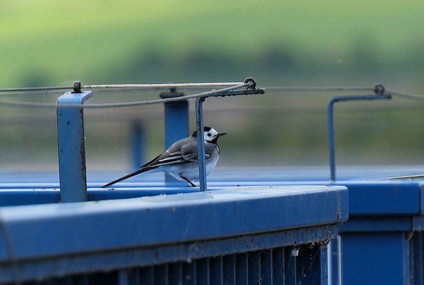 Flora und Fauna am Stausee Kelbra