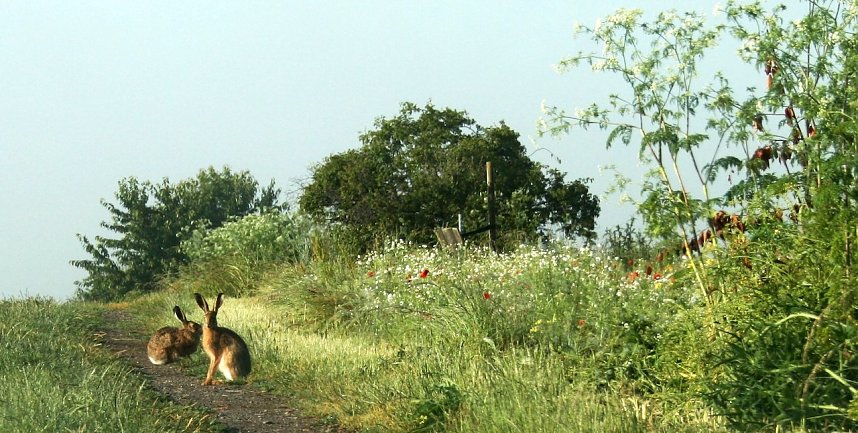 Feldhasen am Sommermorgen