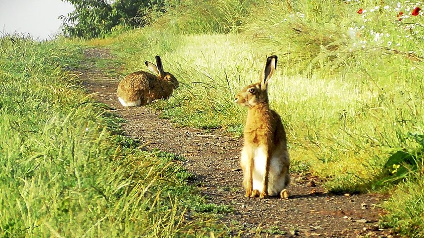 Feldhasen am Sommermorgen
