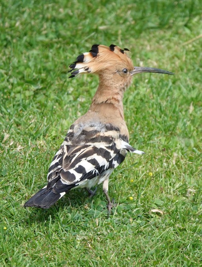 Wiedehopf zu Besuch im Garten