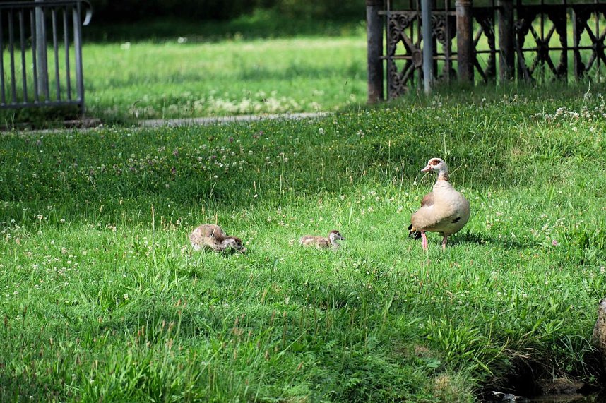 Peter Blei unterwegs auf Schwanensuche