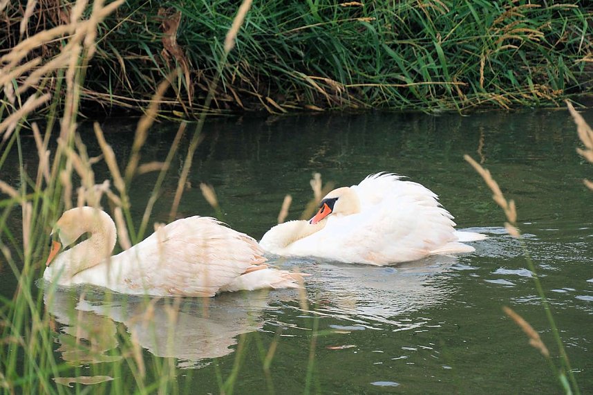 Peter Blei unterwegs auf Schwanensuche