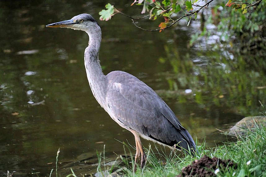 Peter Blei unterwegs auf Schwanensuche
