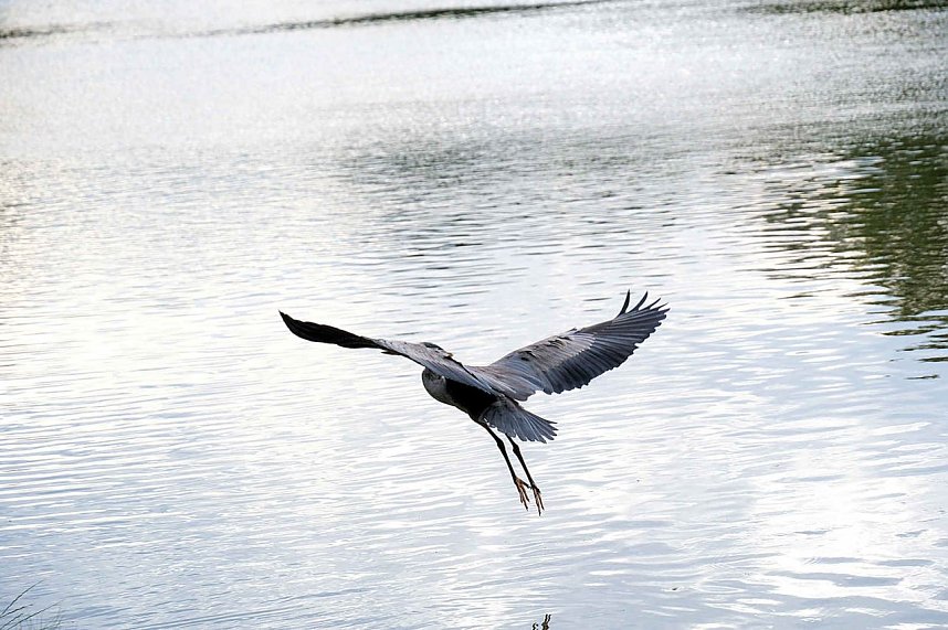Peter Blei unterwegs auf Schwanensuche