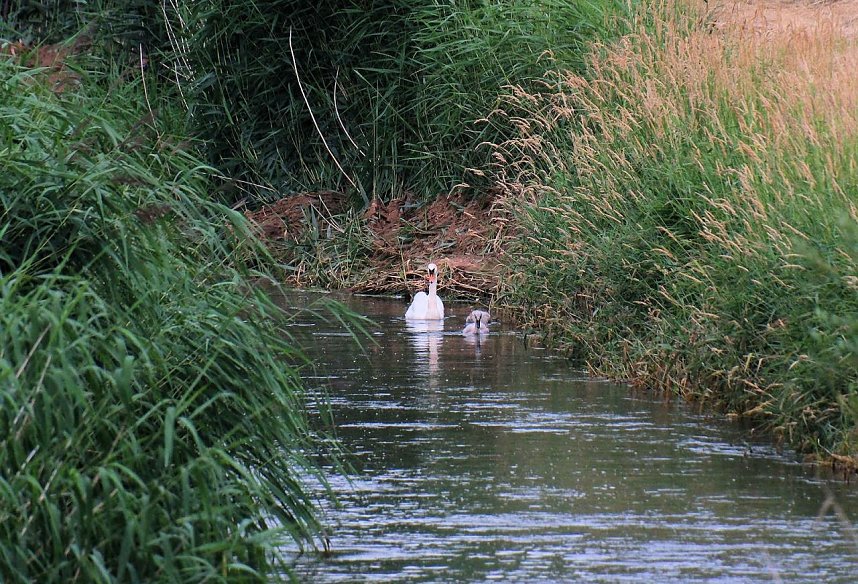 Peter Blei unterwegs auf Schwanensuche