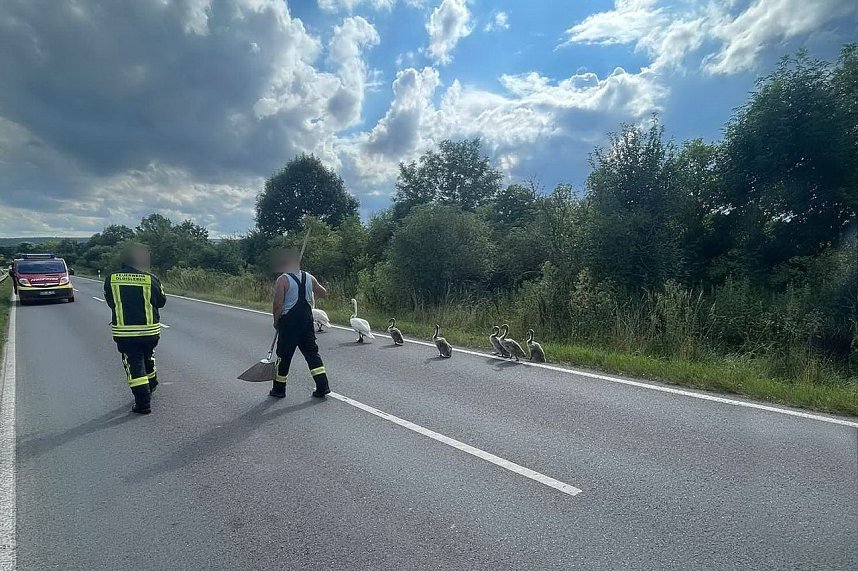 Schwanenfamilie erkundet ihre Umwelt