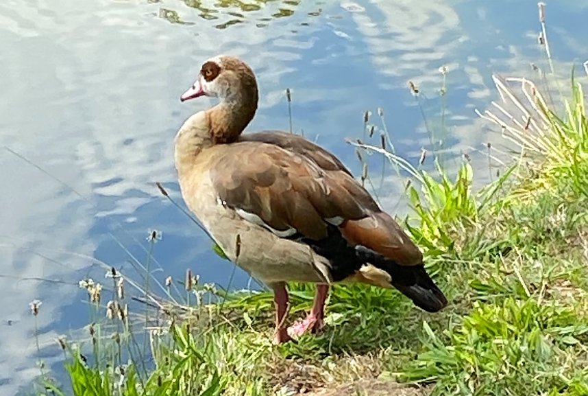 Nilgans an Gro&szlig;en Teich im Sondersh&auml;user Schlosspark