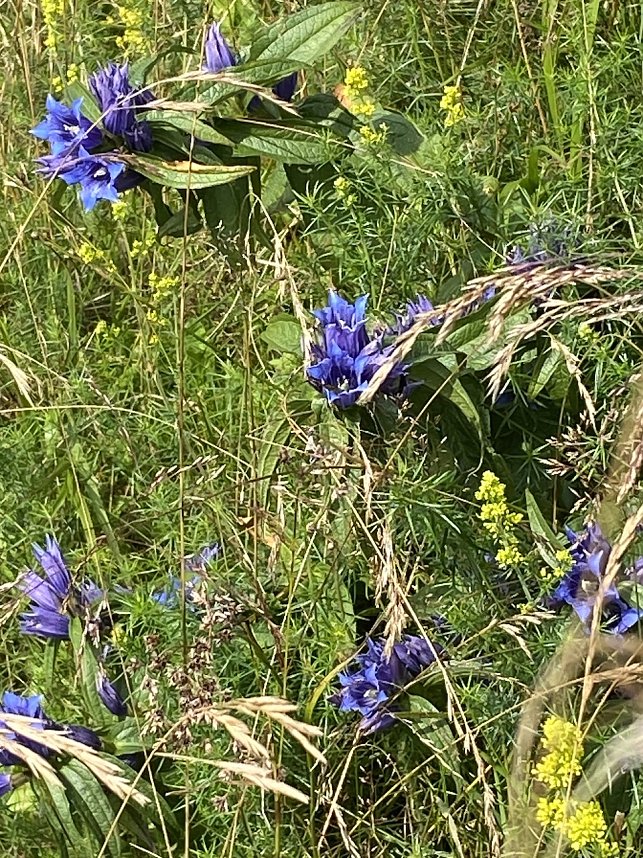 Sommerwanderung zum Brocken