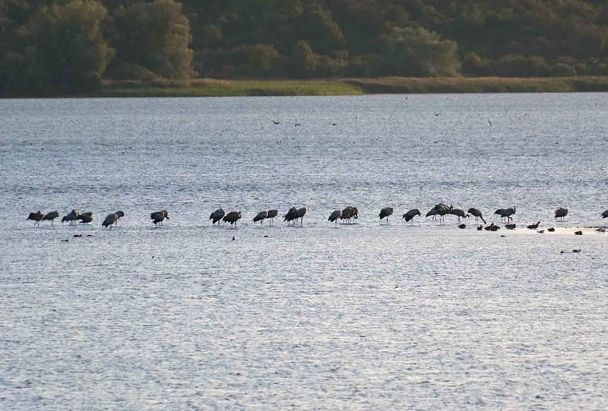 Erster Besuch der Saison