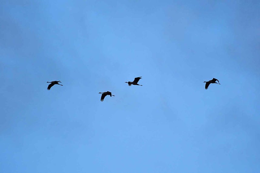 Erster Besuch der Saison