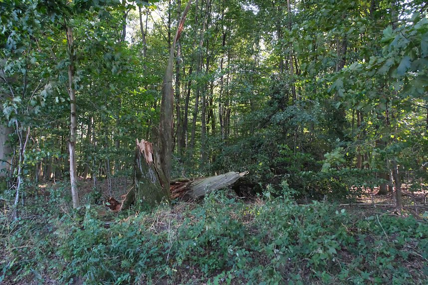 Peter Blei beim Waldspaziergang