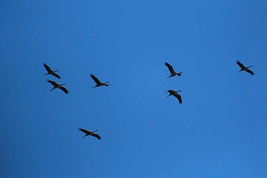 Kranichrast im S&uuml;dharz