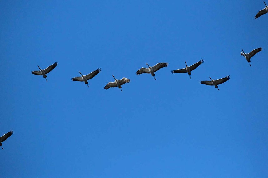 Kranichrast im S&uuml;dharz