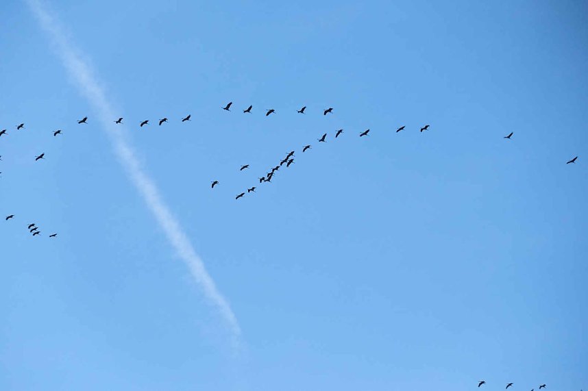 Kranichrast am Stausee