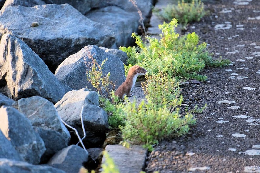Stiller Beobachter des lautstarken Get&ouml;ses der Kraniche 