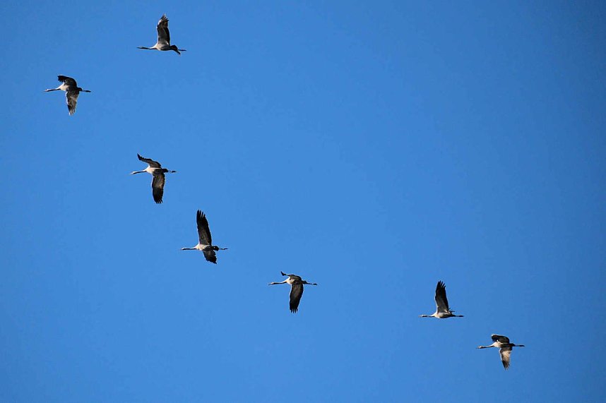 Vogelparadies am Stausee Kelbra
