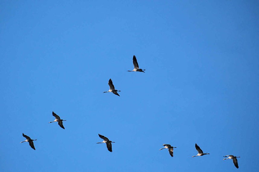 Vogelparadies am Stausee Kelbra