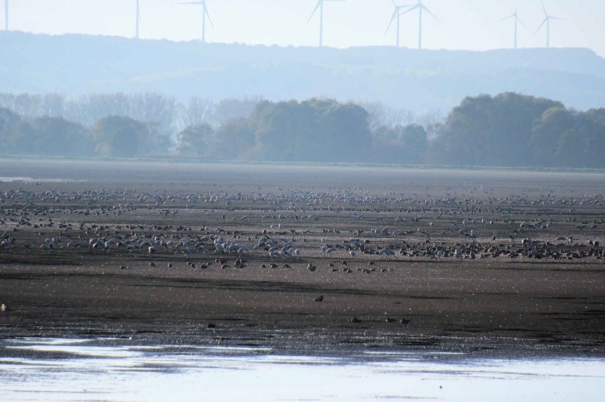 Vogelparadies am Stausee Kelbra