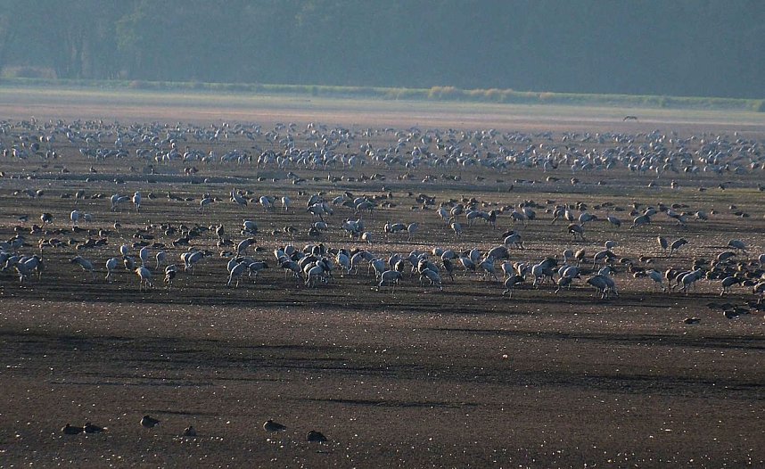 Vogelparadies am Stausee Kelbra