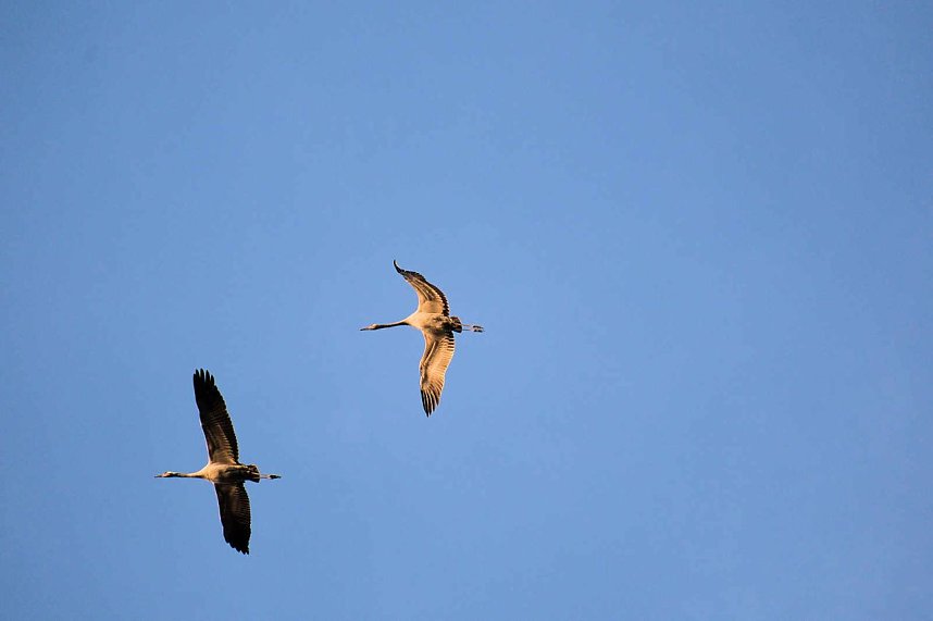Vogelparadies am Stausee Kelbra