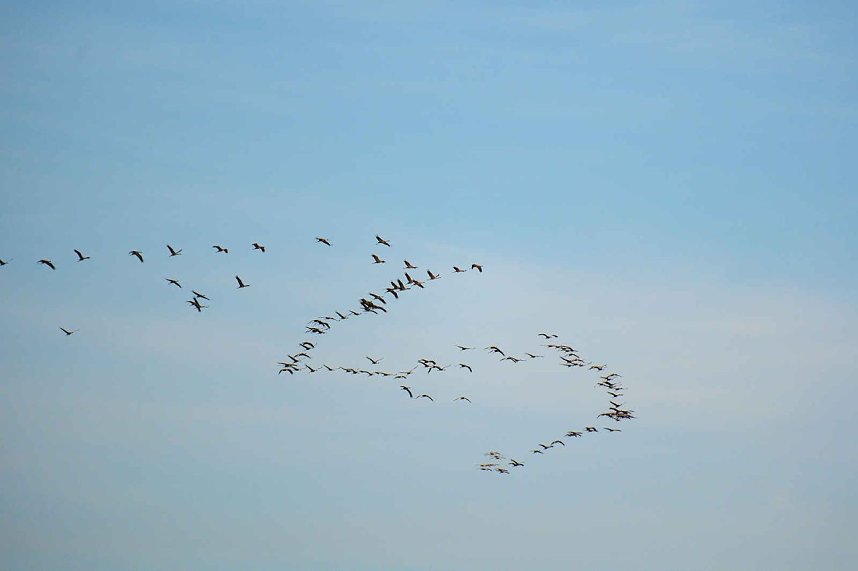 Vogelparadies am Stausee Kelbra
