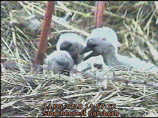 Die Vierte ist da...