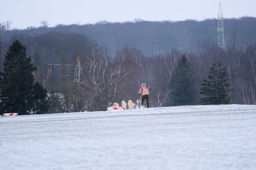 Hundeschlittenrennen im Harz