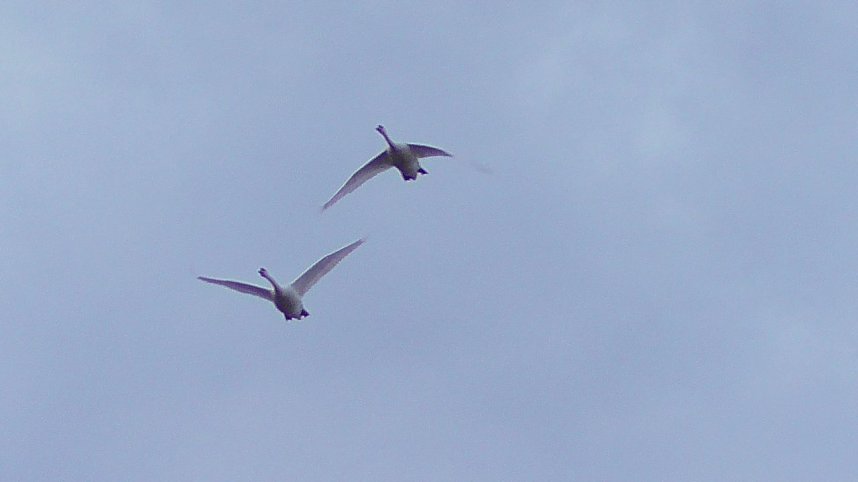 Morgenrunde am Stausee Kelbra