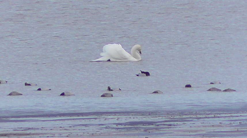 Morgenrunde am Stausee Kelbra