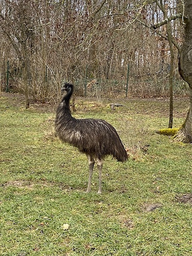 Impressionen einer Wanderung im Januar mit einem Emu im Freizeitpark am Possen