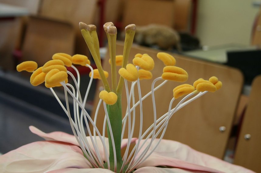 Tag der offenen T&uuml;r am Geschwister-Scholl-Gymnasium in Kelbra