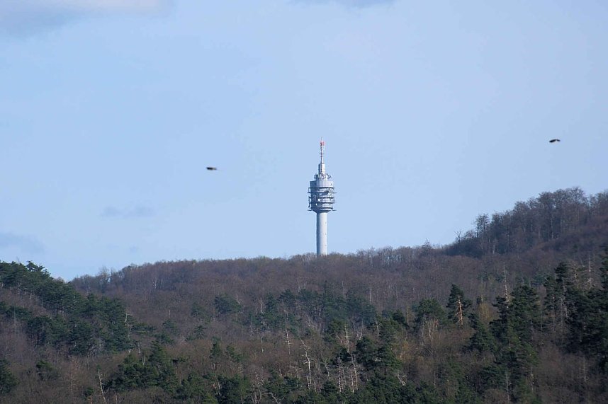 Storch und Co. am Stausee Kelbra