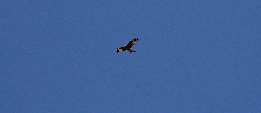 Vogelbeobachtung am Stausee Kelbra