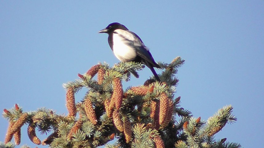 Vogelbeobachtung am Stausee Kelbra