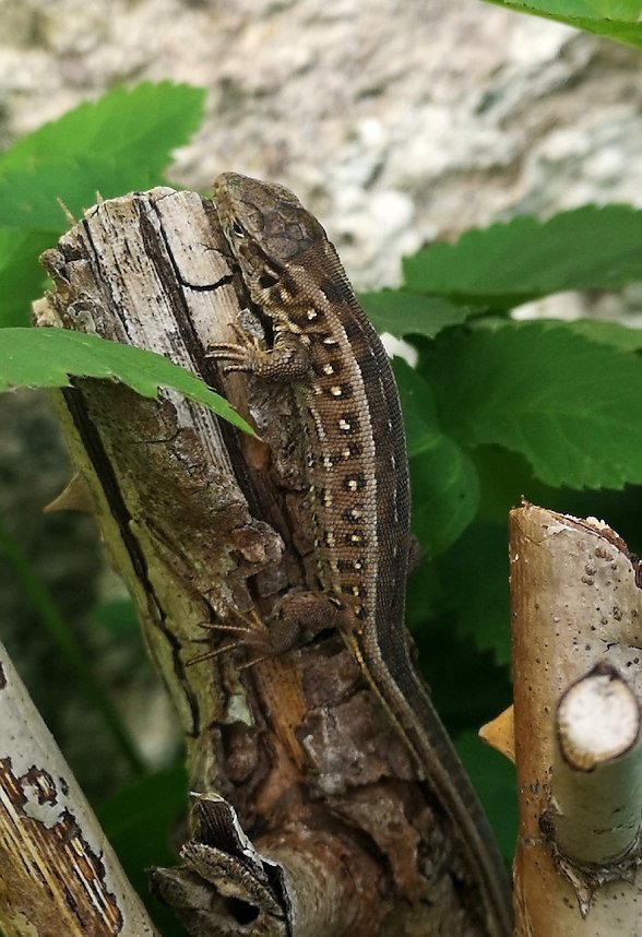 Fr&uuml;hlingserwachen im Garten mit Zauneidechse