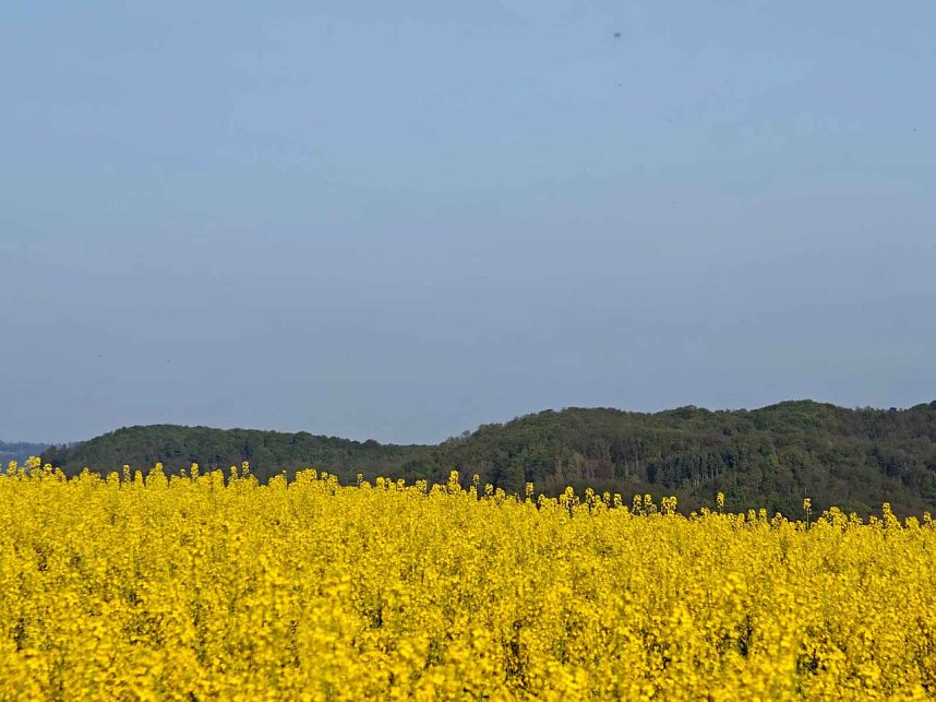 Gelbe Fr&uuml;hlingsstimmung