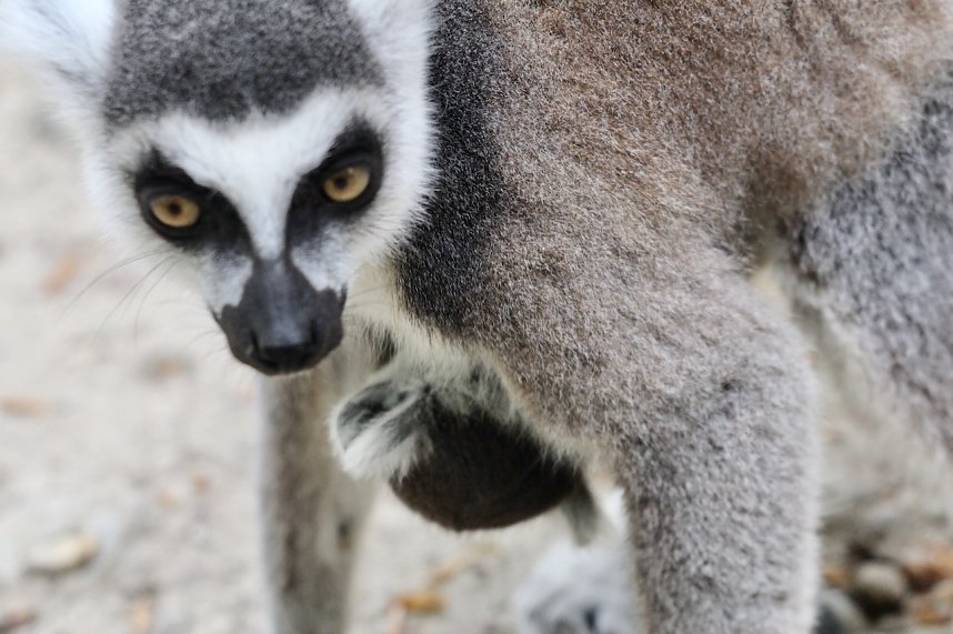 Besuch im Affenpark in Strau&szlig;berg (Th&uuml;ringen)