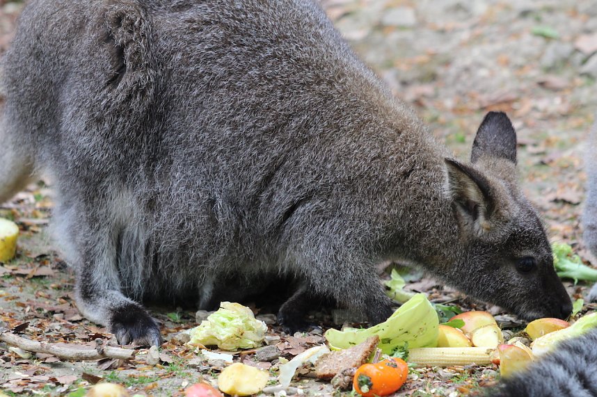 Besuch im Affenpark in Strau&szlig;berg (Th&uuml;ringen)