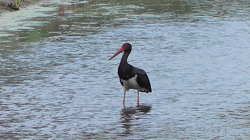 Schwarzstorch und Reiher in der Goldenen Aue