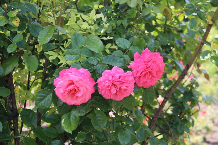 Rosenpracht in Rosengarten in Bad Langensalza