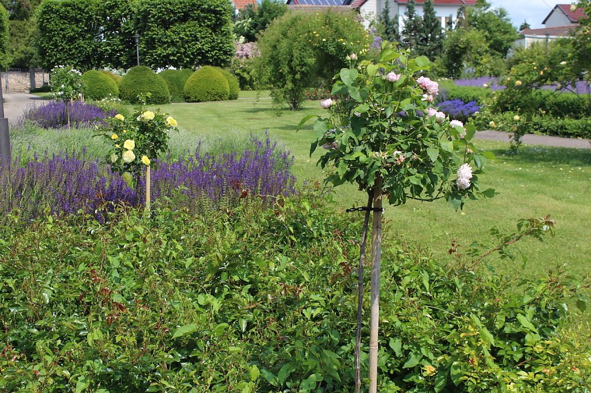 Rosenpracht in Rosengarten in Bad Langensalza