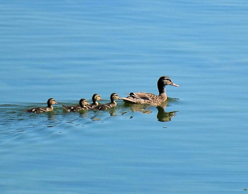 Peter Blei unterwegs am Stausee Kelbra 