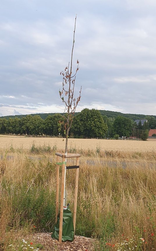 Baum vertrocknet trotz Wassersack