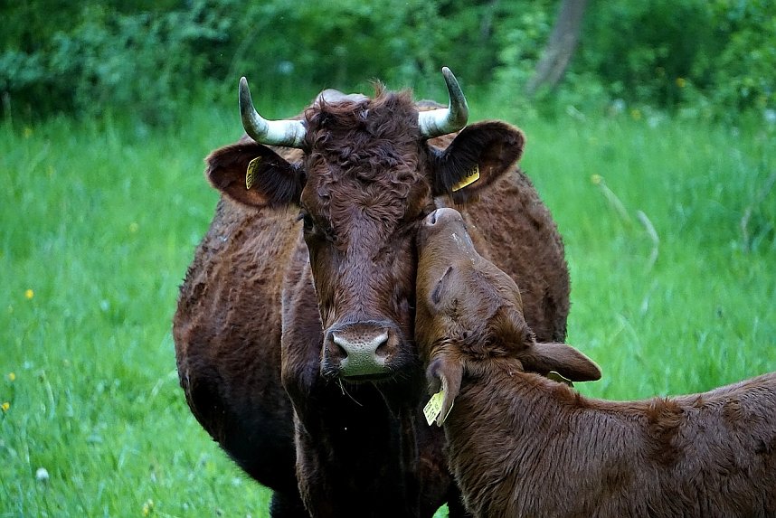 Wundersch&ouml;ne Tierwelt