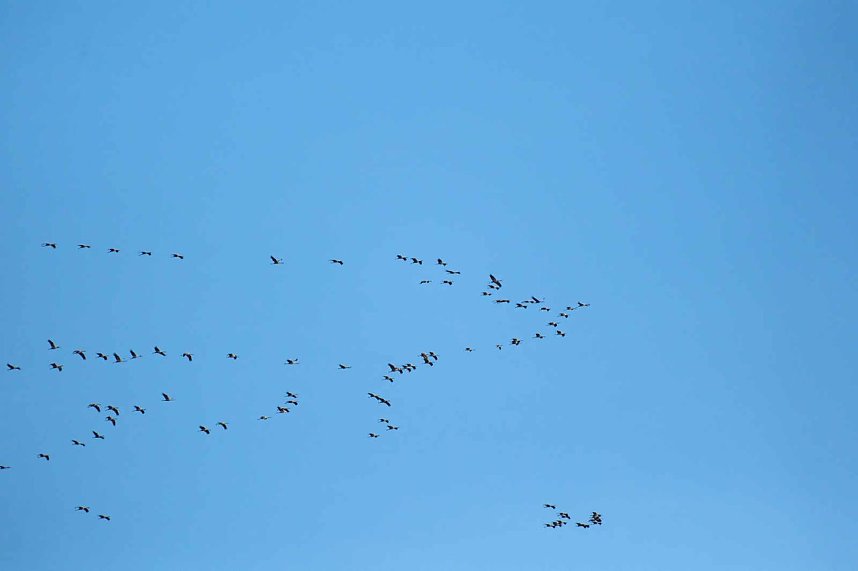 Kraniche &uuml;ber dem S&uuml;dharz