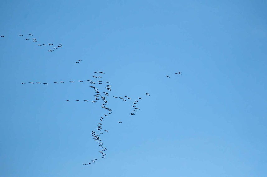 Kraniche &uuml;ber dem S&uuml;dharz