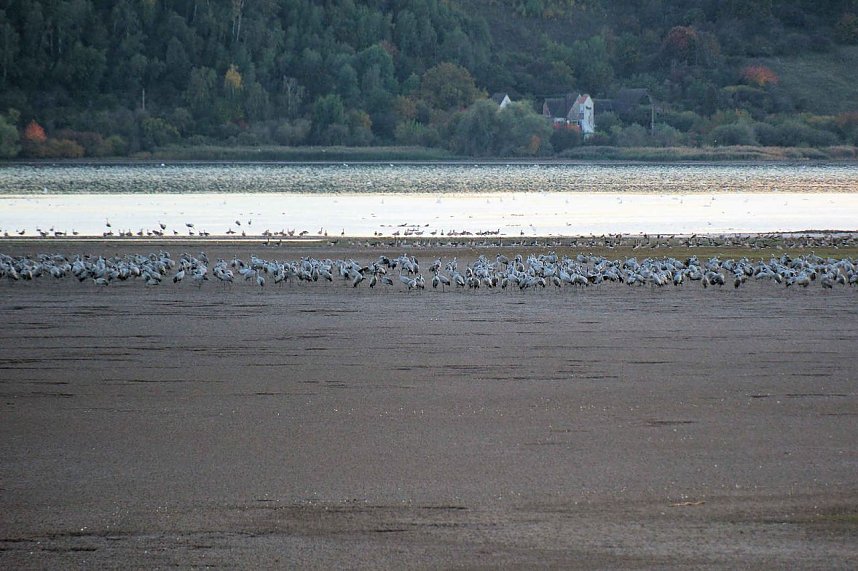 Kraniche &uuml;ber dem S&uuml;dharz